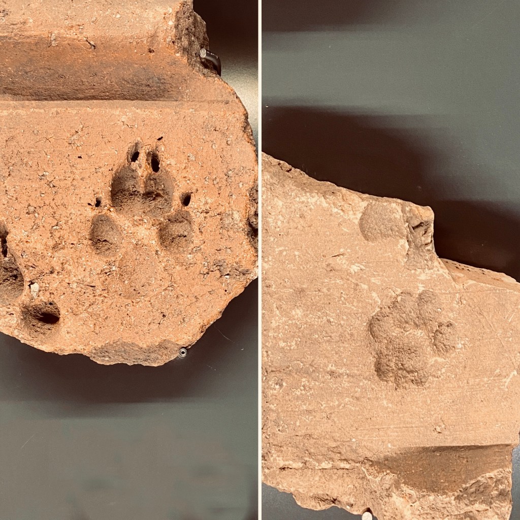 Tegole gallo-romane con impronte di cani e gatti.