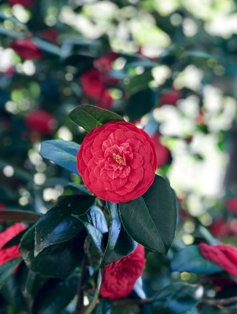 Camelia fiorita.